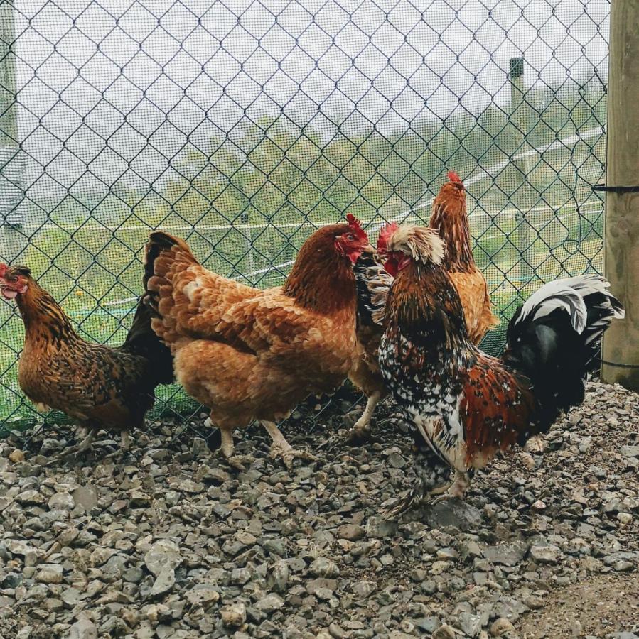 Agricampeggio Ca Di Mazza Monzuno Εξωτερικό φωτογραφία
