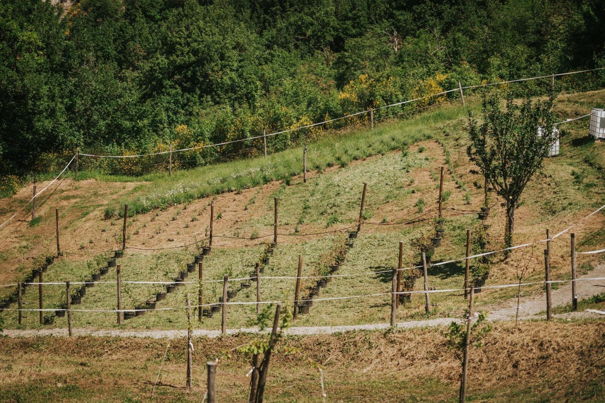 Agricampeggio Ca Di Mazza Monzuno Εξωτερικό φωτογραφία